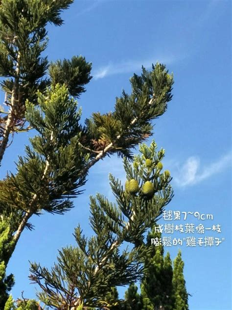 啃噬南洋杉|【中台世界】─ 中台植物：肯氏南洋杉